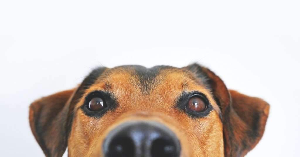 Wag Hotels cover image