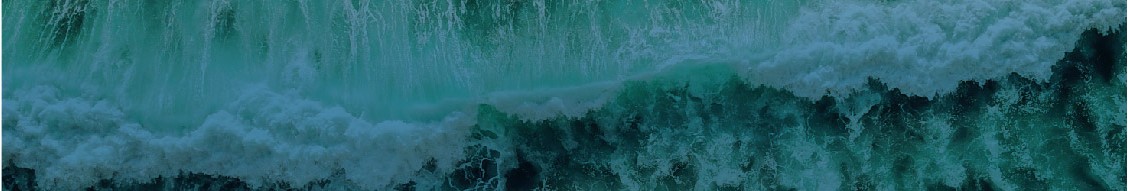 Xylem cover image