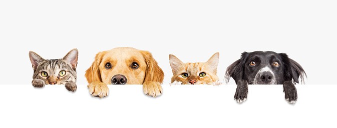 Pet Palace Resorts cover image