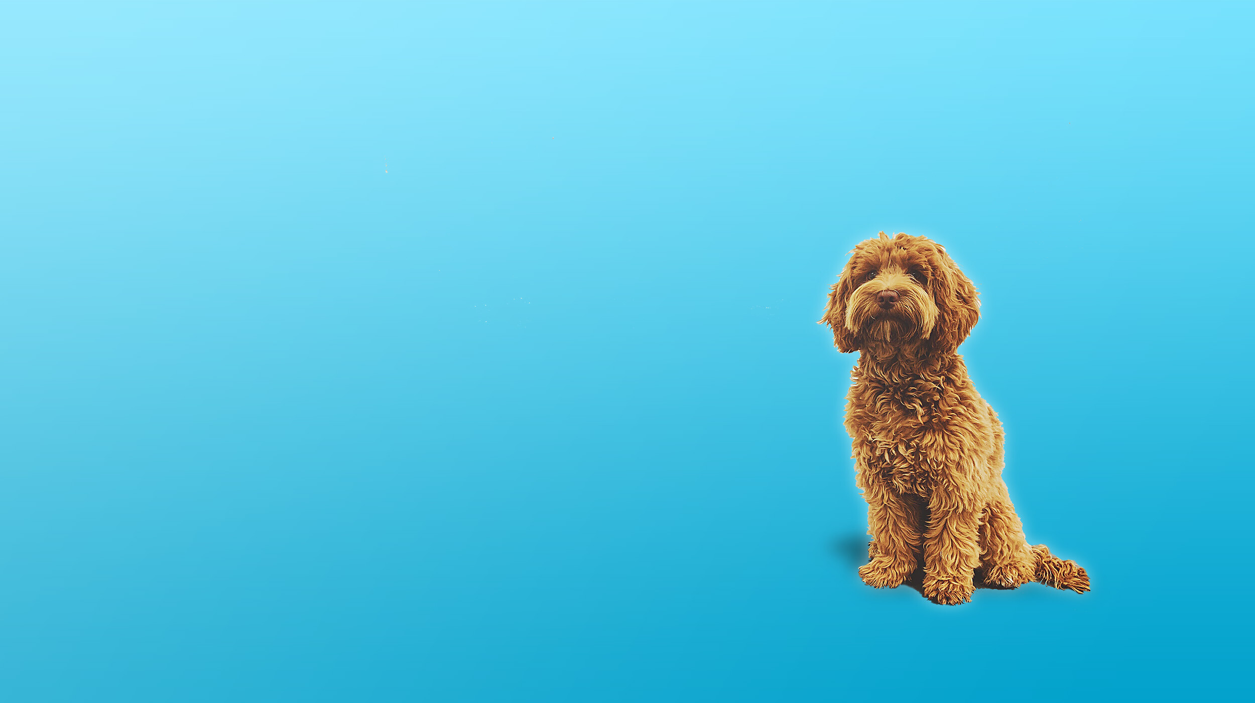 Wags Pet Resort cover image