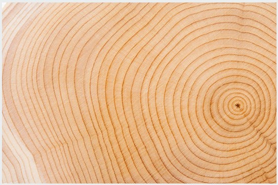 Lumber Specialists, Inc. cover image