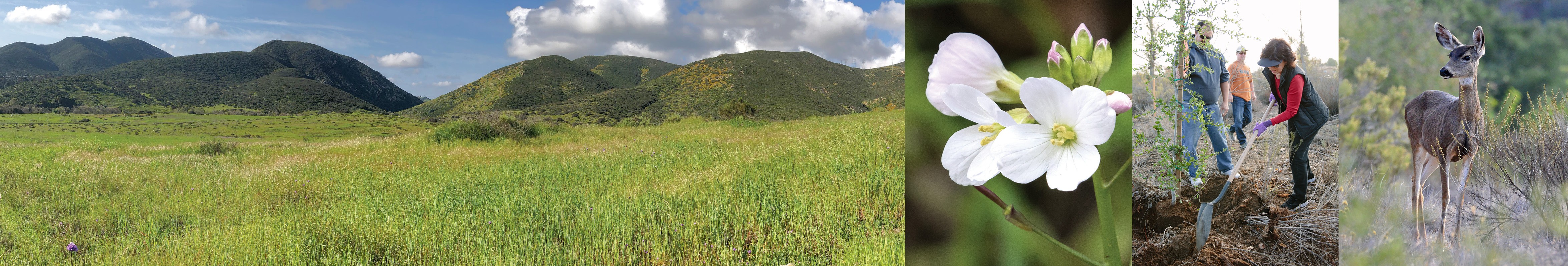 Mission Trails Regional Park Foundation cover image
