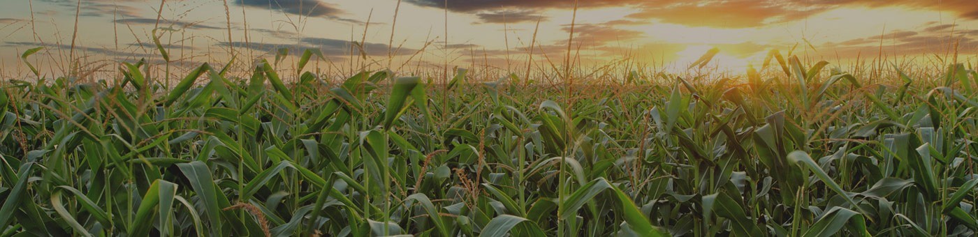 Lansing Trade Group, LLC cover image
