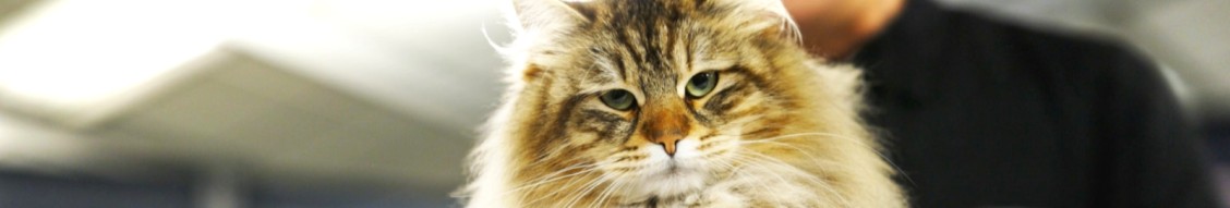 Loving Cats Worldwide cover image