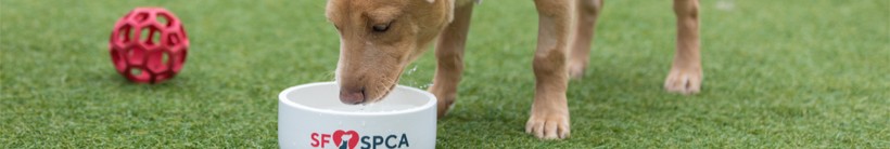 San Francisco SPCA cover image