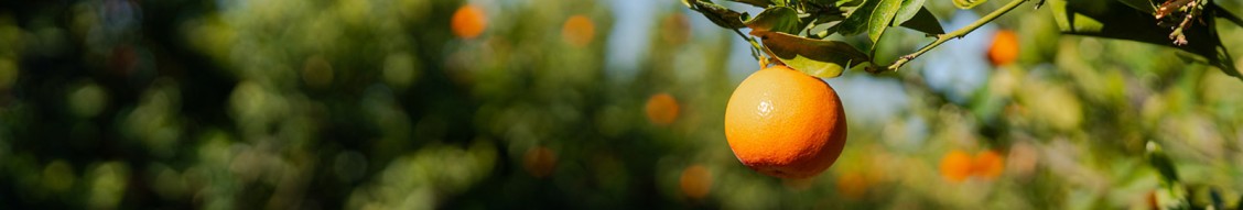 Bee Sweet Citrus, Inc. cover image