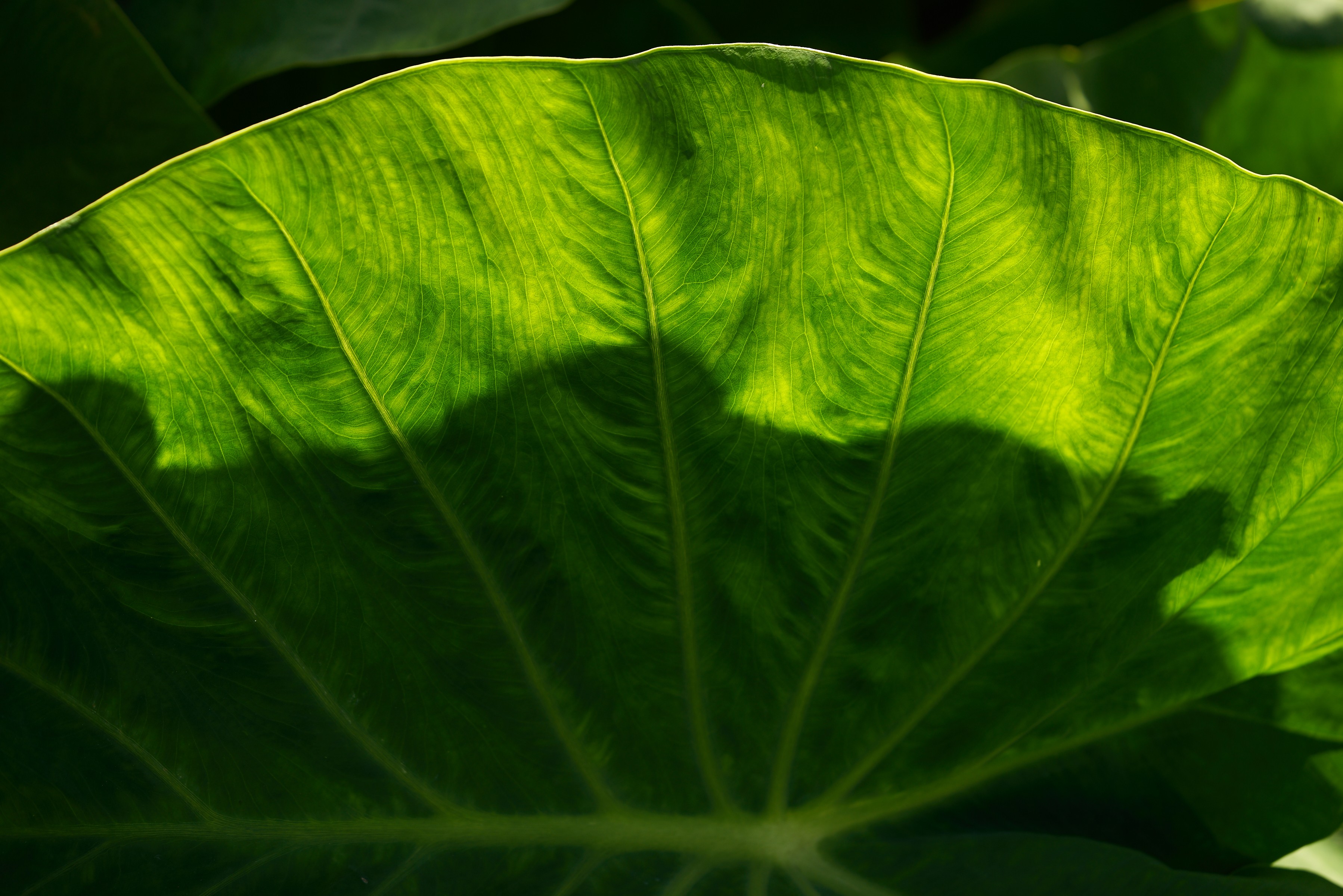Institute for Native Pacific Education and Culture (INPEACE) cover image