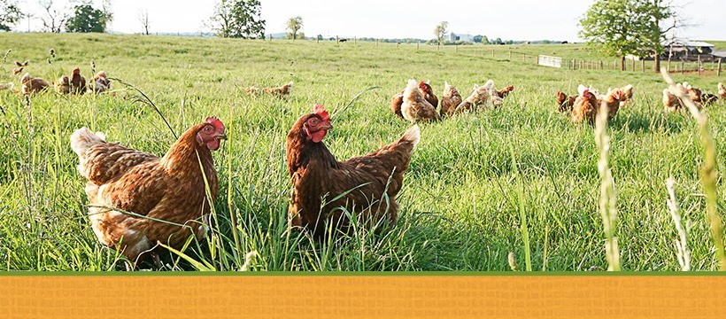 Sunrise Farms, Inc cover image