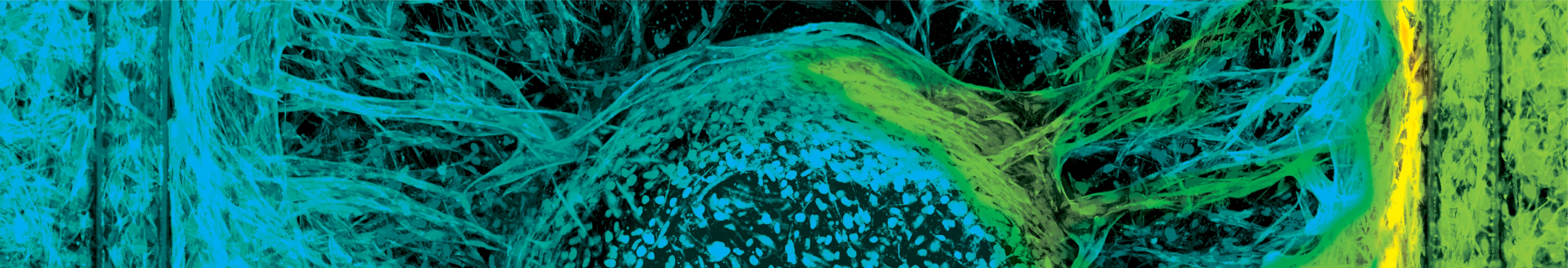 MIMETAS cover image