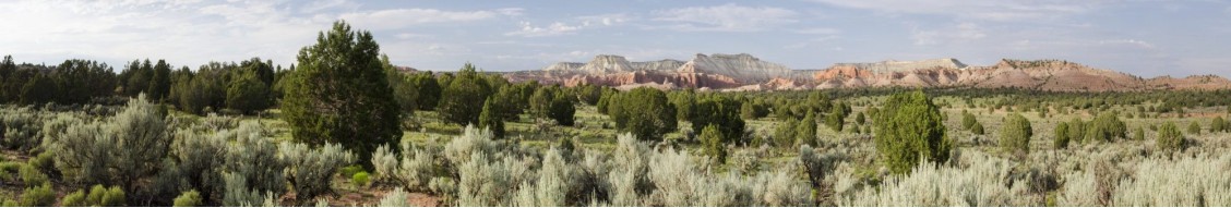 NativeSeed Group cover image