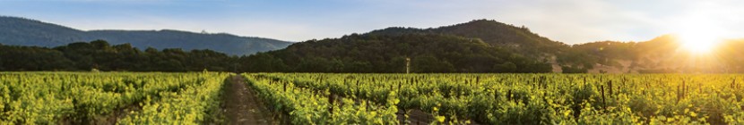 Trinchero Family Estates cover image