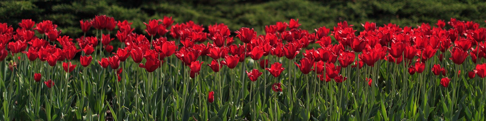 Indiana University Foundation cover image