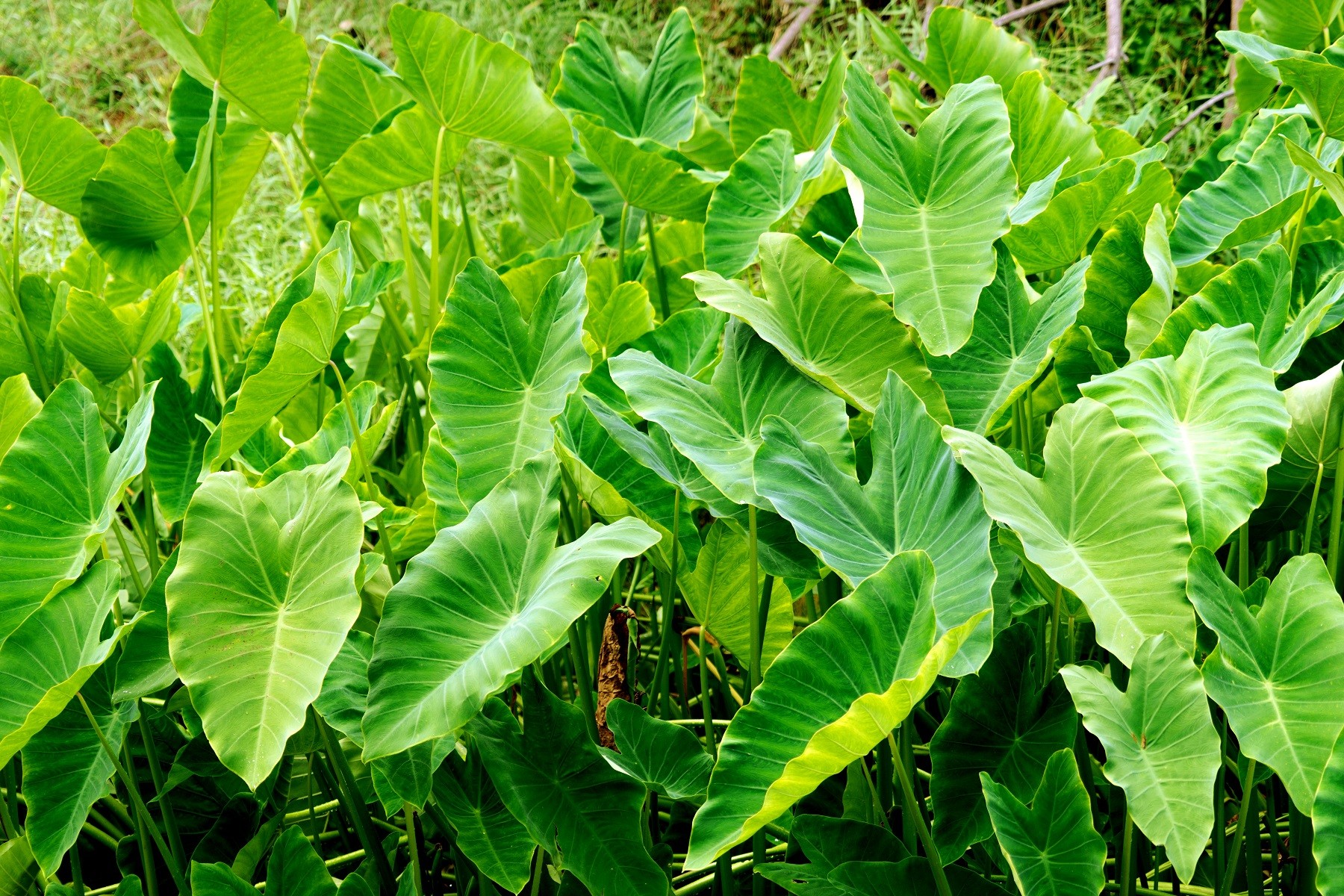Hawai'i Health & Harm Reduction Center cover image
