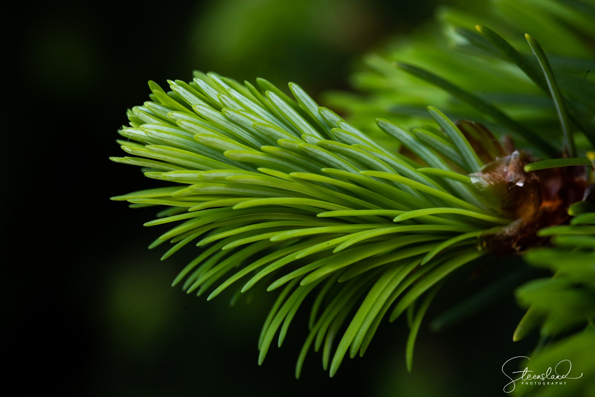 Roseburg Forest Products cover image