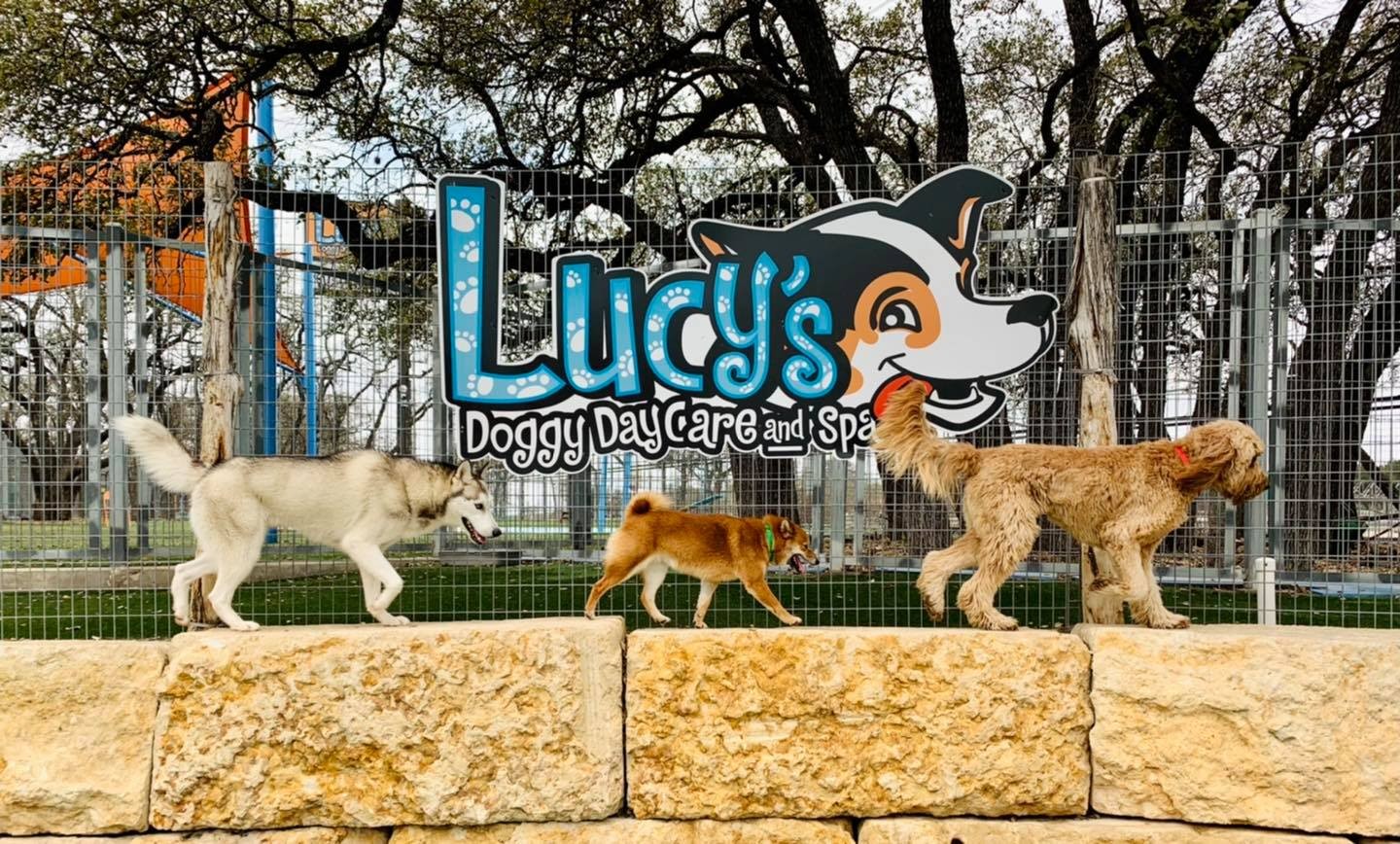 Lucy's Doggy Daycare & Spa cover image