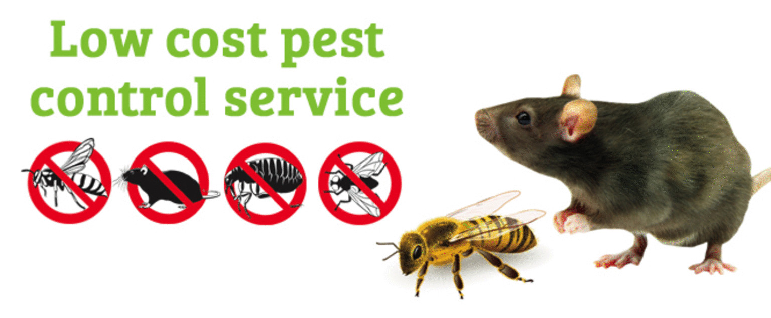 All-Safe Pest & Termite cover image