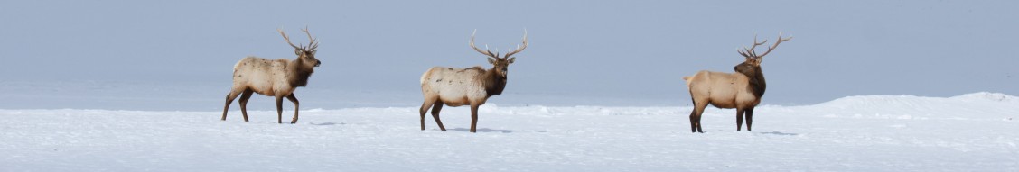 U.S. Fish and Wildlife Service (USFWS) cover image