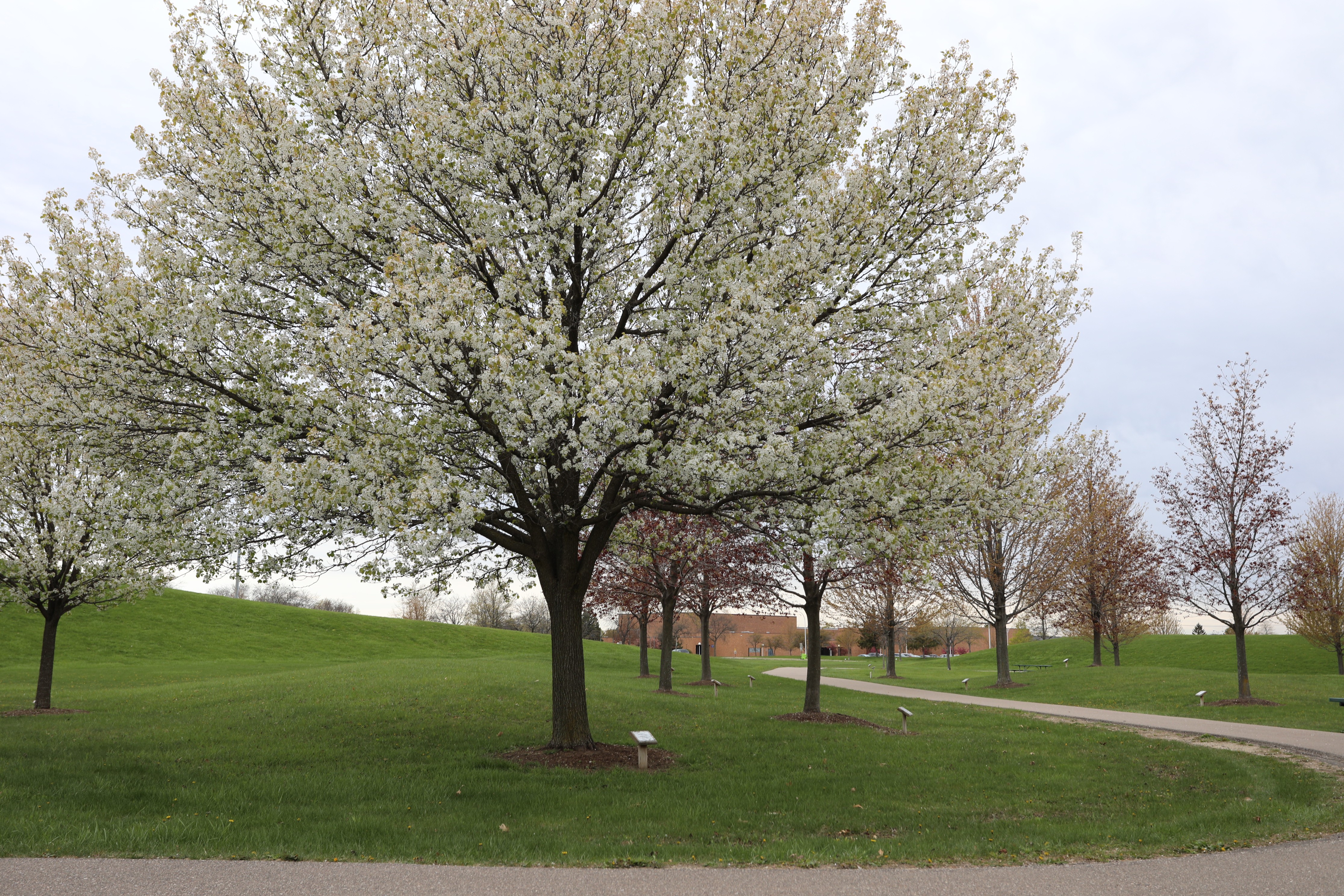 City of Madison Heights cover image