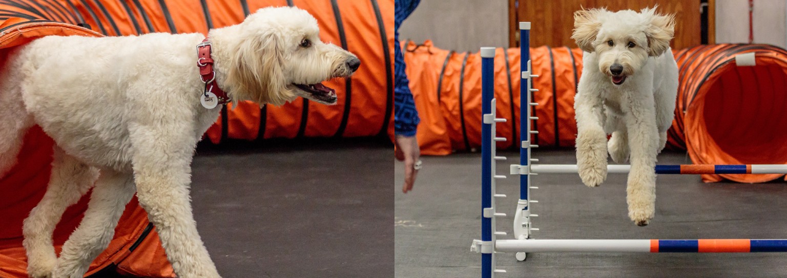 Zoom Room Dog Training cover image