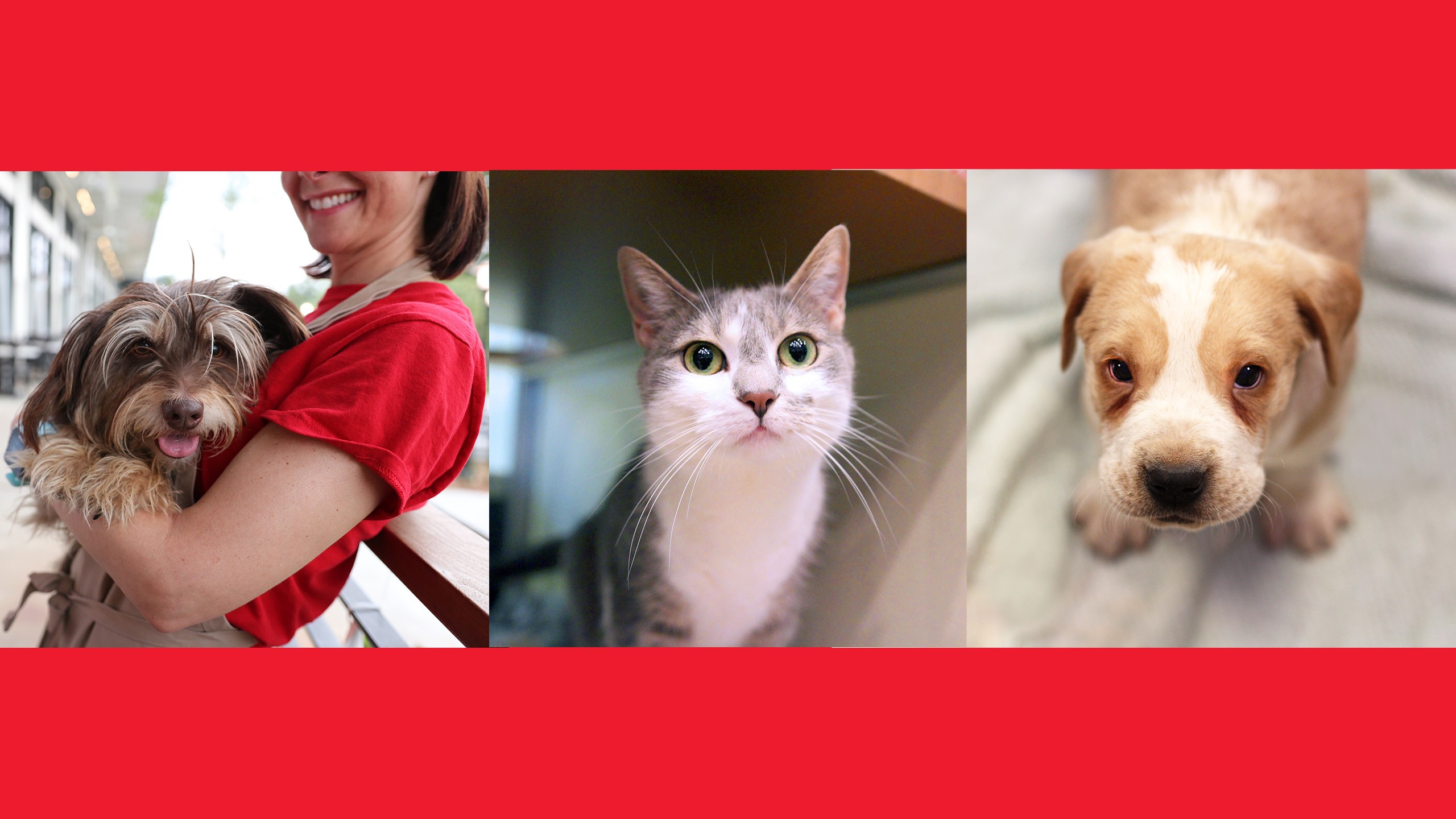 Atlanta Humane Society cover image