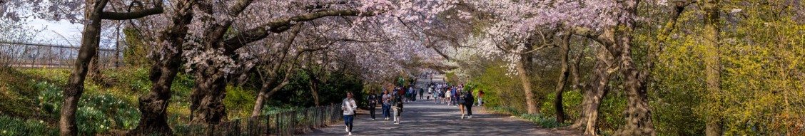 Central Park Conservancy cover image