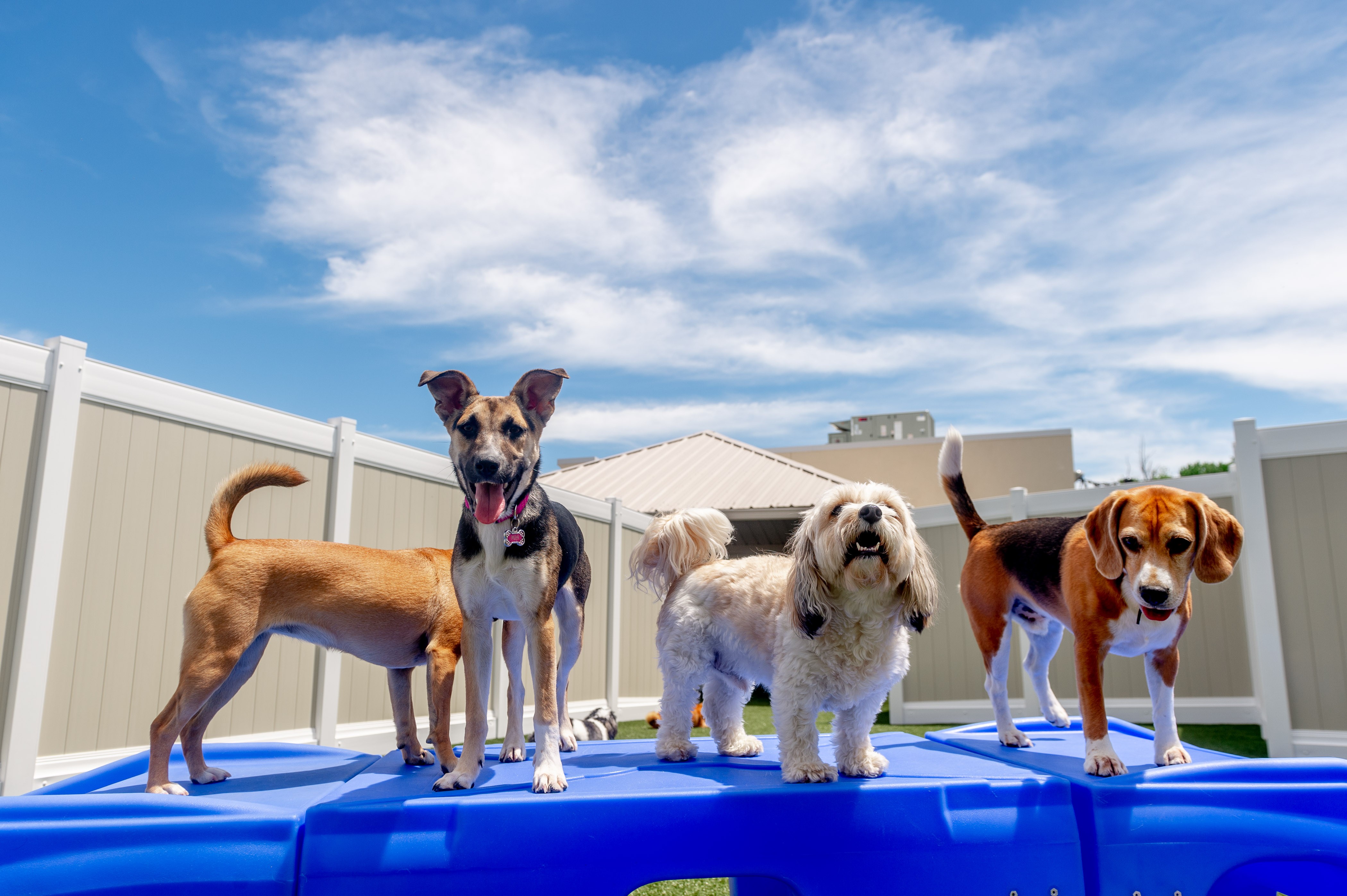 K9 Resorts Luxury Pet Hotel cover image