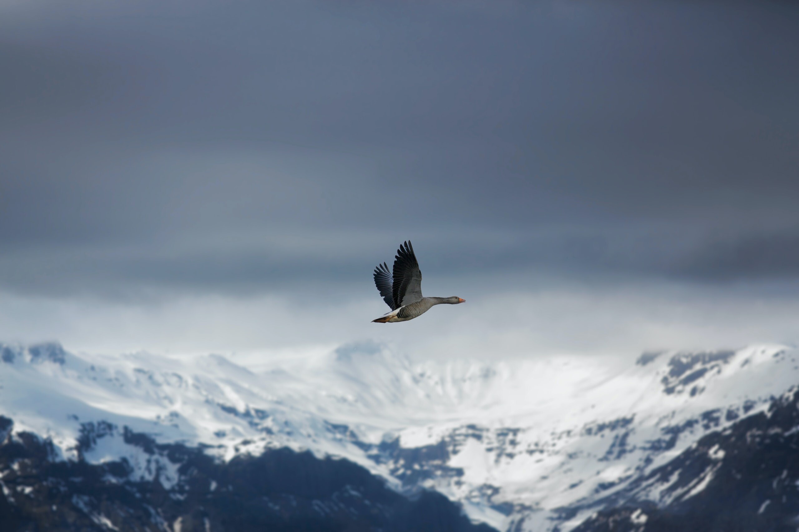 GOOSE Capital cover image