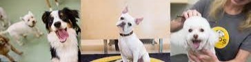 PUPS Pet Club cover image