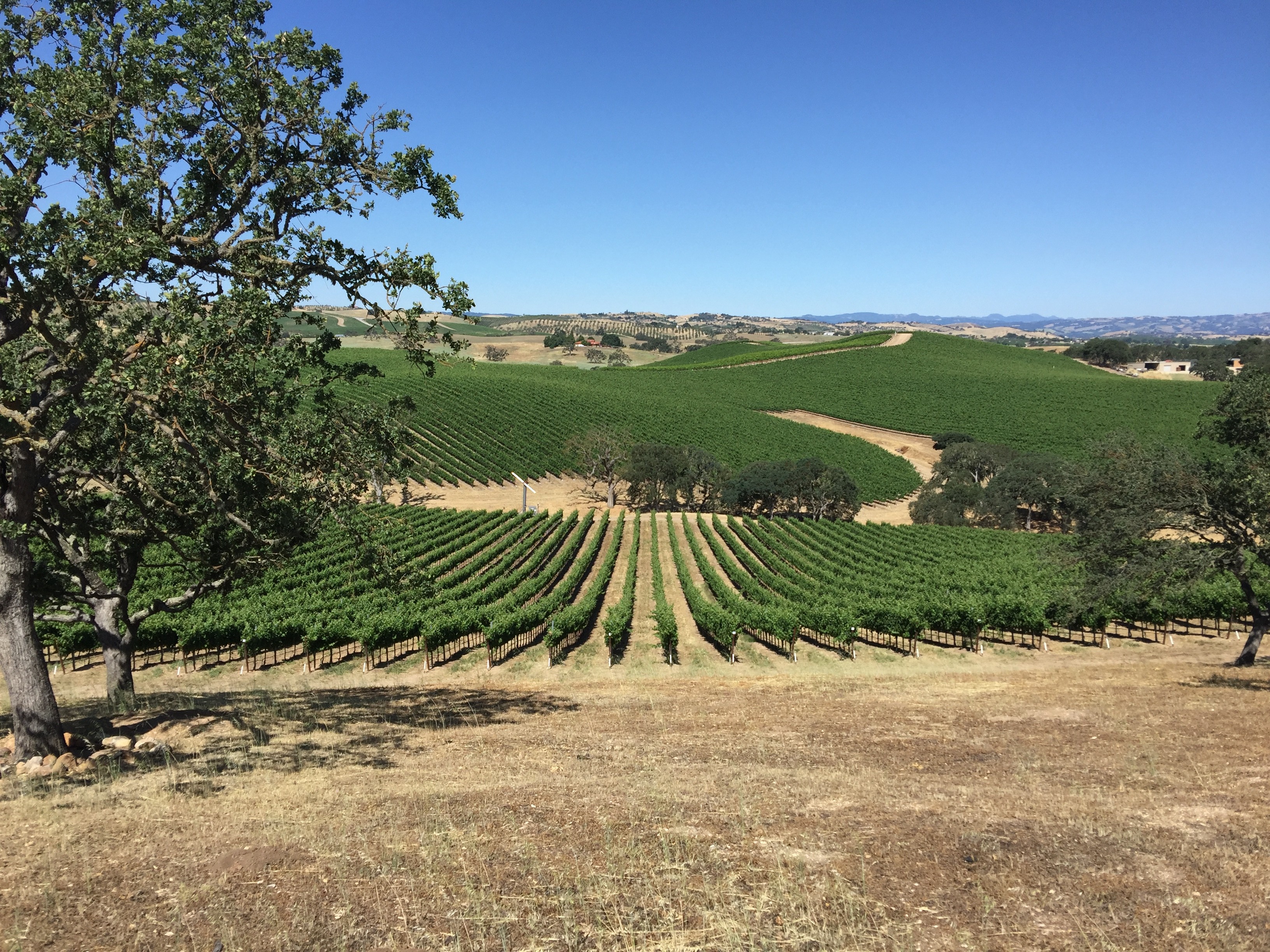 Riboli Family Wines cover image