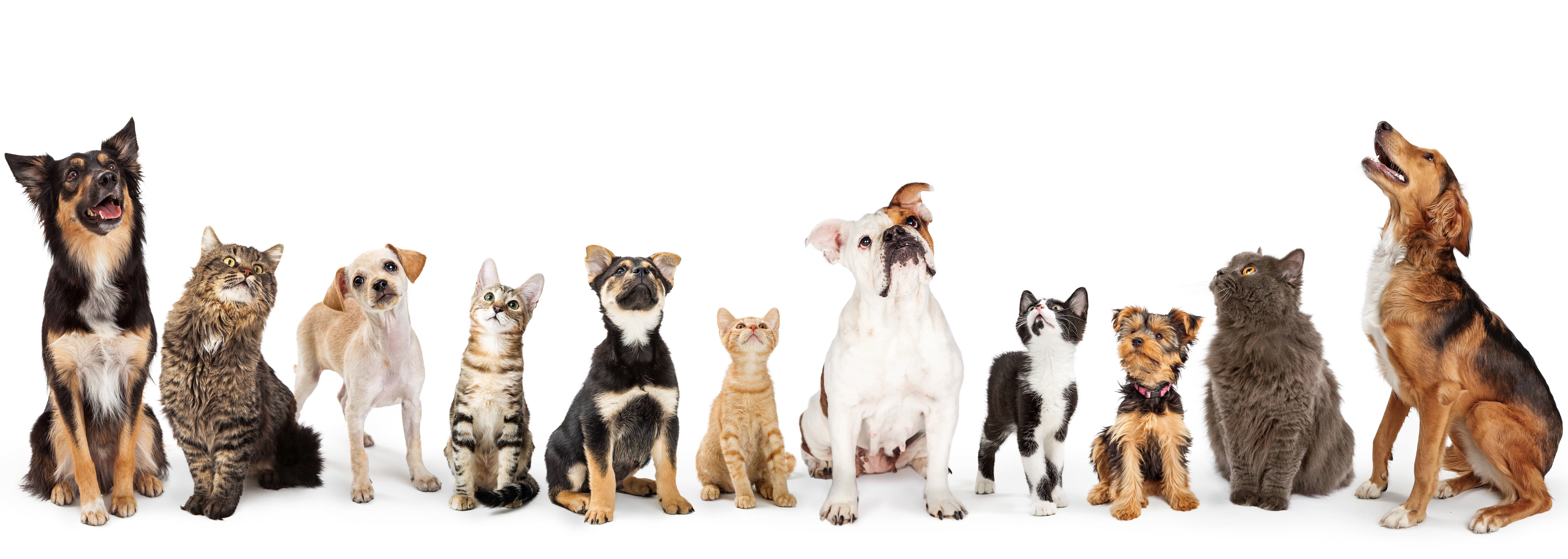 Associated Veterinary Partners cover image
