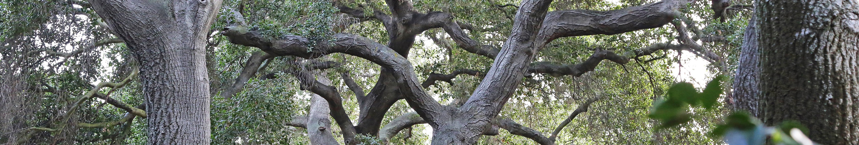 Descanso Gardens cover image