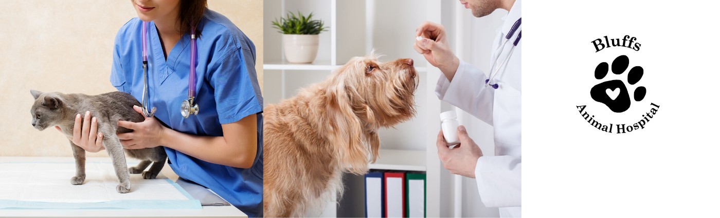 Bluffs Animal Hospital cover image