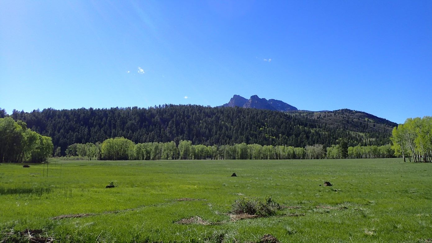 New Mexico Forest and Watershed Restoration Institute cover image